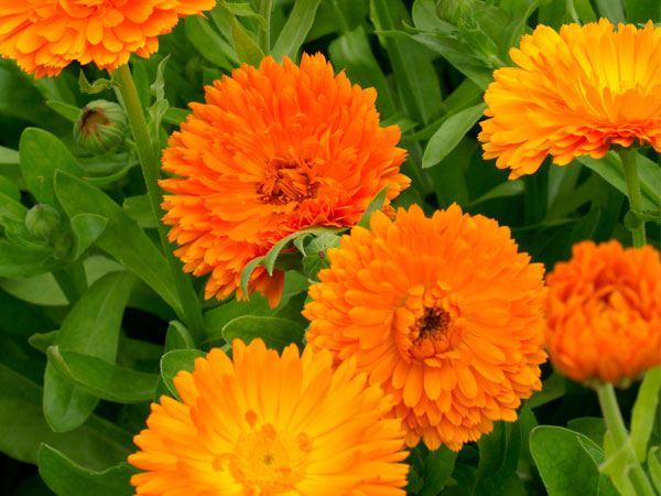 California Nurseries - Annuals