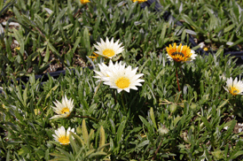 California Nurseries - Groundcover